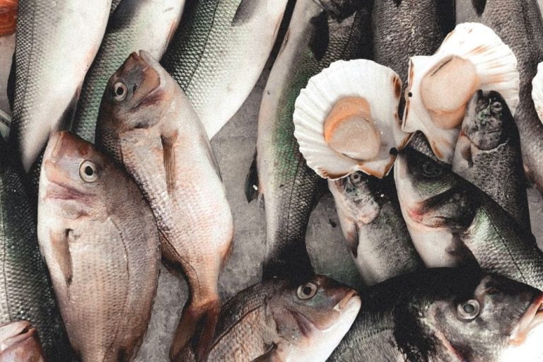 Poissons entiers et coquilles Saint-Jacques présentés sur glace en étalage de produits de la mer