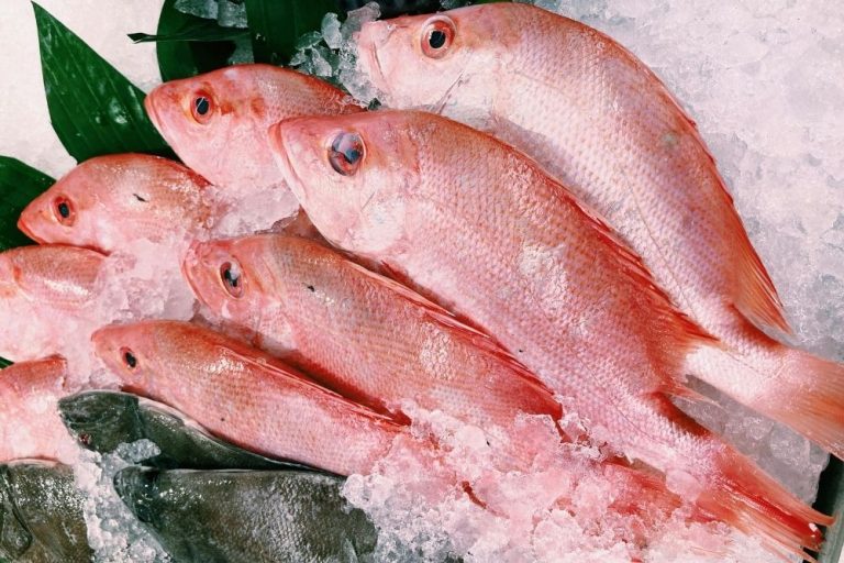 Poisson entier rouge rosé présenté sur glace avec décoration de feuilles, mise en scène gastronomique